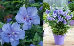 Blue Chiffon Rose Of Sharon - 3 Gallon Pot 13 Blue Chiffon Rose Of Sharon - 3 Gallon Pot -Garden Sales Store Althea Blue Chiffon
