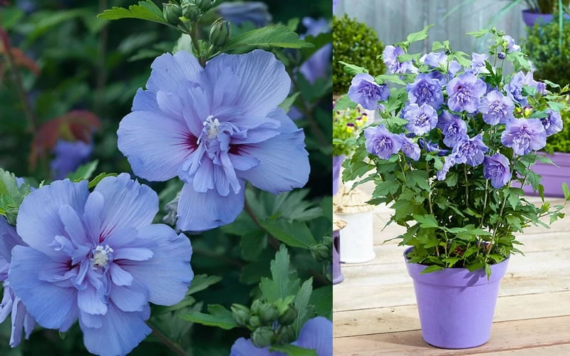 Blue Chiffon Rose Of Sharon - 3 Gallon Pot 7 Blue Chiffon Rose Of Sharon - 3 Gallon Pot - Image 7