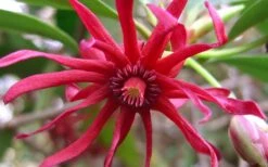 Florida Anise - Illicium Floridanum - 7 Gallon Pot 13 Florida Anise - Illicium Floridanum - 7 Gallon Pot -Garden Sales Store Anise Florida Flower 50