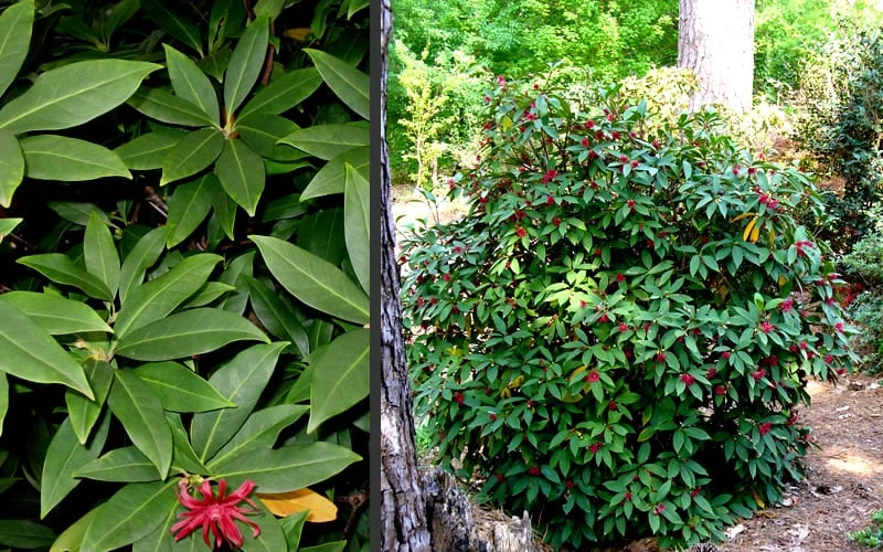 Florida Anise - Illicium Floridanum - 7 Gallon Pot 5 Florida Anise - Illicium Floridanum - 7 Gallon Pot - Image 5