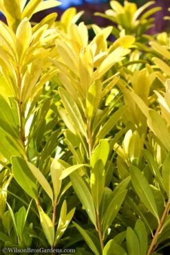 Florida Sunshine Anise - 3 Gallon Pot -Garden Sales Store Anise Flroida Sunshine JW 1