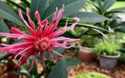Woodland Ruby Anise (Illicium) - 3 Gallon Pot -Garden Sales Store Anise Woodland Ruby 3