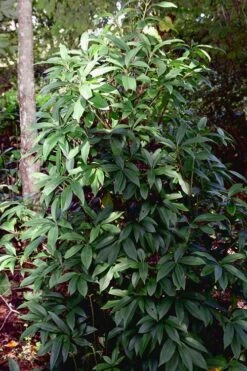 Woodland Ruby Anise (Illicium) - 3 Gallon Pot -Garden Sales Store Anise Woodland Ruby 7