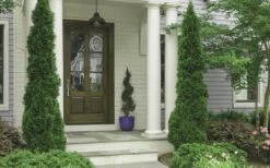 Degroots Spire Arborvitae - 7 Gallon Pot (3-4') -Garden Sales Store Arborvitae Degroots Spire 30