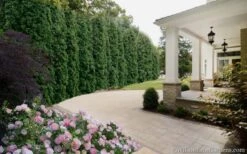 Degroots Spire Arborvitae - 7 Gallon Pot (3-4') -Garden Sales Store Arborvitae Degroots Spire 33