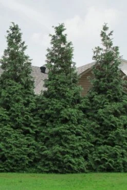 Green Giant Arborvitae - 7 Gallon Pot (3-4') -Garden Sales Store Arborvitae Green Giant 500x750 1