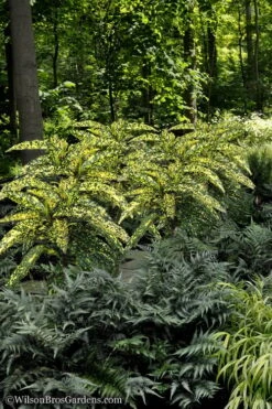 Hosoba Hoshifu Variegated Aucuba (Japanese Laurel) - 3 Gallon Pot -Garden Sales Store Aucuba Hosoba Hoshifu