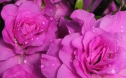 Amelia Rose Azalea - 3 Gallon Pot -Garden Sales Store Azalea Amelia Rose 1