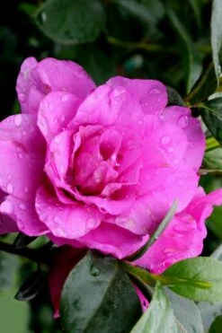 Amelia Rose Azalea - 1 Gallon Pot -Garden Sales Store Azalea Amelia Rose 3 1