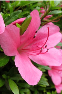 Chinzan Dwarf Azalea - 3 Gallon Pot -Garden Sales Store Azalea Chinzan 500x750 1