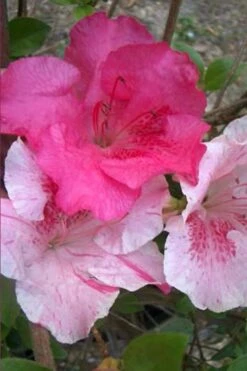 Conversation Piece Azalea - 1 Gallon Pot -Garden Sales Store Azalea Conversation Piece 10