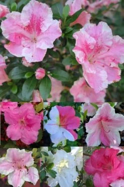 Conversation Piece Azalea - 1 Gallon Pot -Garden Sales Store Azalea Conversation Piece 2 500x750 1