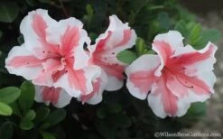 Autumn Starburst Encore Azalea - 6 Pack Of 1 Gallon Pots -Garden Sales Store Azalea Encore Autumn Starburst 2