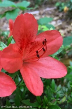 Flame Creeper Dwarf Spreading Azalea - 3 Gallon Pot