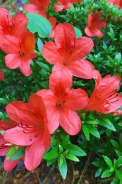 Flame Creeper Dwarf Spreading Azalea - 3 Gallon Pot -Garden Sales Store Azalea Flame Creeper 11