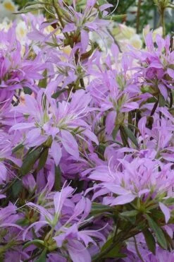 Koromo Shikibu Purple Spider Azalea - 1 Gallon Pot -Garden Sales Store Azalea Koromo Shikibu 2