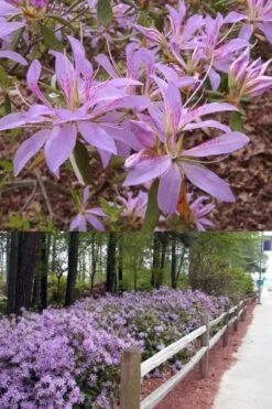 Koromo Shikibu Purple Spider Azalea - 1 Gallon Pot -Garden Sales Store Azalea Koromo Shikibu 9