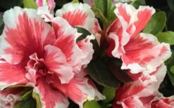 Mardi Gras Southern Indica Azalea - 6 Pack Of 1 Gallon Pots -Garden Sales Store Azalea Mardi Gras 2