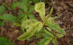 Dons Variegated Native Azalea - Rhododendron - 3 Gallon Pot 8 Dons Variegated Native Azalea - Rhododendron - 3 Gallon Pot -Garden Sales Store Azalea Native Dons Variegated 3