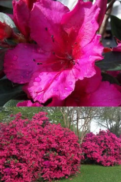 Red Formosa Azalea - 1 Gallon Pot -Garden Sales Store Azalea Red Formosa 1 500x750 1