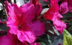 Red Formosa Azalea - 1 Gallon Pot -Garden Sales Store Azalea Red Formosa