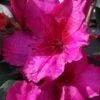 Red Formosa Azalea - 1 Gallon Pot