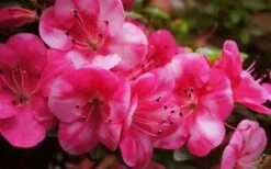 Kobai #2 Azalea - 1 Gallon Pot -Garden Sales Store Azalea kobai 2 2 2