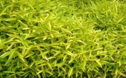 Dwarf Green Stripe Bamboo (Pleioblastus Viridistriatus) - 1 Gallon Pot 11 Dwarf Green Stripe Bamboo (Pleioblastus Viridistriatus) - 1 Gallon Pot -Garden Sales Store Bamboo Green Stripe 11