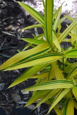 Dwarf Green Stripe Bamboo (Pleioblastus Viridistriatus) - 1 Gallon Pot 10 Dwarf Green Stripe Bamboo (Pleioblastus Viridistriatus) - 1 Gallon Pot -Garden Sales Store Bamboo Green Stripe 12