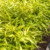 Dwarf Green Stripe Bamboo (Pleioblastus Viridistriatus) - 1 Gallon Pot