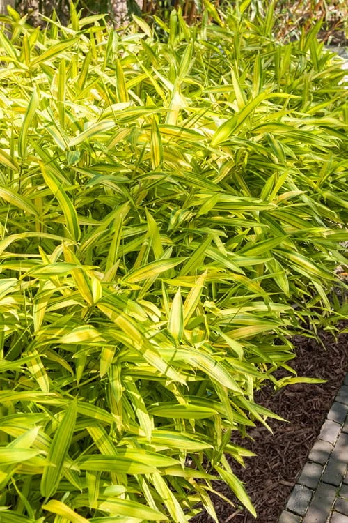 Dwarf Green Stripe Bamboo (Pleioblastus Viridistriatus) - 1 Gallon Pot 1 Dwarf Green Stripe Bamboo (Pleioblastus Viridistriatus) - 1 Gallon Pot