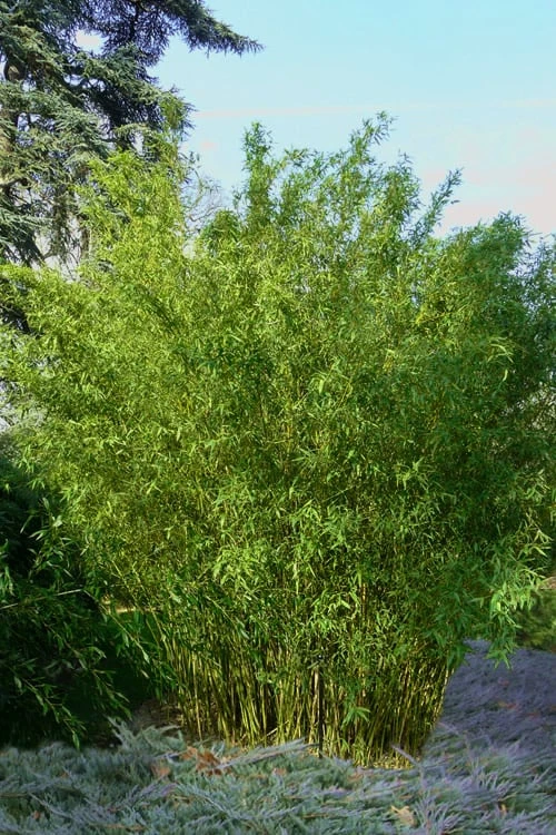 Stone Bamboo - Phyllostachys Angusta - 3 Gallon Pot (3-4') 1 Stone Bamboo - Phyllostachys Angusta - 3 Gallon Pot (3-4')