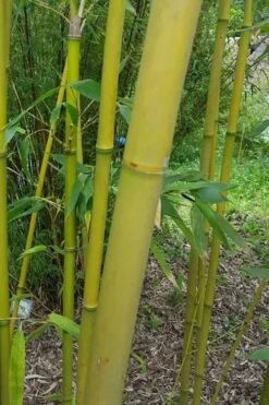 Stone Bamboo - Phyllostachys Angusta - 3 Gallon Pot (3-4') 9 Stone Bamboo - Phyllostachys Angusta - 3 Gallon Pot (3-4') -Garden Sales Store Bamboo Stone 2
