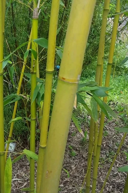 Stone Bamboo - Phyllostachys Angusta - 3 Gallon Pot (3-4') 4 Stone Bamboo - Phyllostachys Angusta - 3 Gallon Pot (3-4') - Image 4