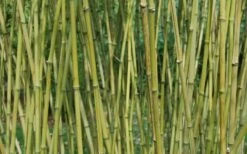 Stone Bamboo - Phyllostachys Angusta - 3 Gallon Pot (3-4') 11 Stone Bamboo - Phyllostachys Angusta - 3 Gallon Pot (3-4') -Garden Sales Store Bamboo Stone 3