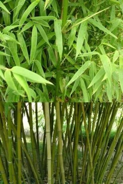 Stone Bamboo - Phyllostachys Angusta - 3 Gallon Pot (3-4') 10 Stone Bamboo - Phyllostachys Angusta - 3 Gallon Pot (3-4') -Garden Sales Store Bamboo Stone 4