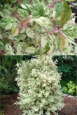 Wine Spritzer Variegated Beautyberry - Callicarpa Dichotoma 'Shiji Murasaki' - 3 Gallon Pot -Garden Sales Store Beautyberry Wine Spritzer 2 500x750 1