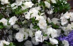Snowball Bloom 'N Again Azalea - 2 Gallon Pot 10 Snowball Bloom 'N Again Azalea - 2 Gallon Pot -Garden Sales Store Bloom N Again Azalea Snowball