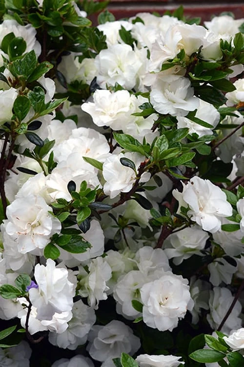 Snowball Bloom 'N Again Azalea - 2 Gallon Pot 1 Snowball Bloom 'N Again Azalea - 2 Gallon Pot