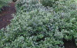 Blue Mist Fothergilla - 3 Gallon Pot 12 Blue Mist Fothergilla - 3 Gallon Pot -Garden Sales Store Blue Mist Dwarf Fothergilla 1