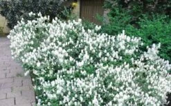 Blue Mist Fothergilla - 3 Gallon Pot 11 Blue Mist Fothergilla - 3 Gallon Pot -Garden Sales Store Blue Mist Dwarf Fothergilla 2