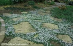 Blue Star Creeper (Laurentia Fluviatilis) - 3 Pack Of Quart Pots -Garden Sales Store Blue Star Creeper 20 1
