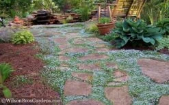 Blue Star Creeper (Laurentia Fluviatilis) - 3 Pack Of Quart Pots -Garden Sales Store Blue Star Creeper 21 1