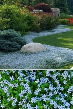 Blue Star Creeper (Laurentia Fluviatilis) - 6 Pack Of Pint Pots -Garden Sales Store Blue Star Creeper 24