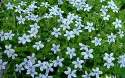 Blue Star Creeper (Laurentia Fluviatilis) - 3 Pack Of Quart Pots -Garden Sales Store Blue Star Creeper Laurentia 1 1