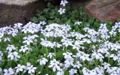 Blue Star Creeper (Laurentia Fluviatilis) - 3 Pack Of Quart Pots -Garden Sales Store Blue Star Creeper Laurentia Isotoma 1