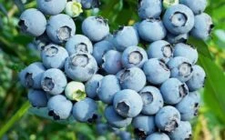 Austin Rabbiteye Blueberry - 1 Gallon Pot -Garden Sales Store Blueberry Austin