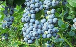 Tifblue Rabbiteye Blueberry - 1 Gallon Pot -Garden Sales Store Blueberry Tifblue