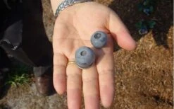 Titan Blueberry - 3 Gallon Pot -Garden Sales Store Blueberry Titan 1