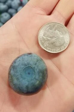 Titan Blueberry - 1 Gallon Pot